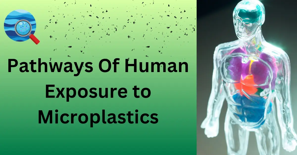 Read more about the article Pathways of Human Exposure to Microplastics